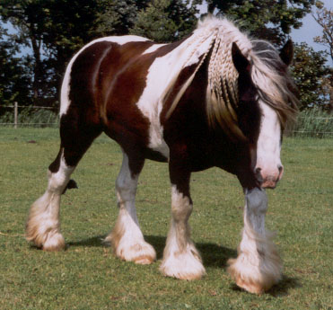 westernkamp2003schonepony.jpg